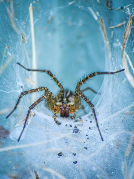 istock Macro shot of barn funnel weaver (tegenaria domestica) 1432838013
