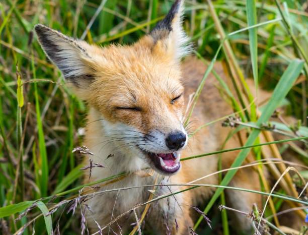 istock Closeup shot of a cute smiling fox on a field 1432838014