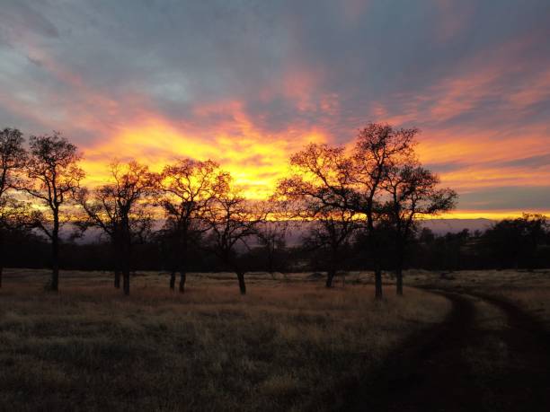 istock Low-angle view of a beautiful forest during sunset 1432838399