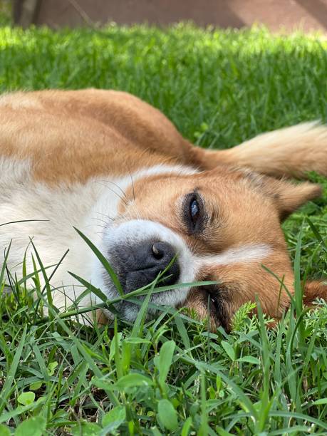 istock Vertical closeup of a bicolor dog lying on the grass. 1432838555