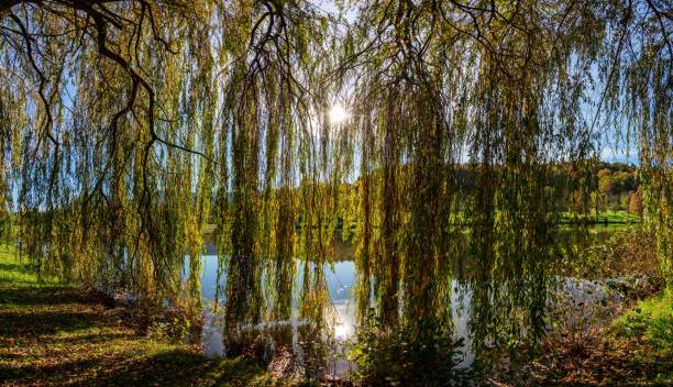 istock Beautiful shot of a willow tree growing by a lake 1432838621