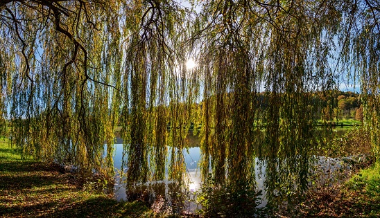 A beautiful shot of a willow tree growing by a lake