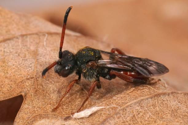 istock Closeup on a colorful red female Fabricious Nomada cuckoo bee, Nomada fabriaciana 1432839356