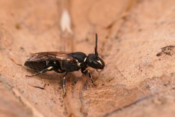 istock Closeup on a small black yellow maked bee, Hylaeus communis 1432839380