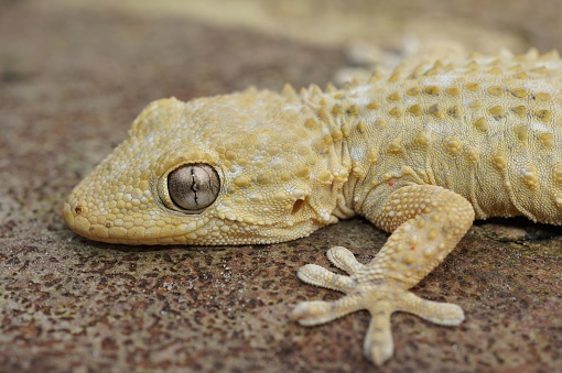 Detailed Closeup on a light colored adult European Common wall gecko, Tarentola mauritanica