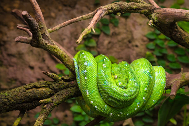 un python arboricole vert repose sur une branche. - green tree python photos et images de collection
