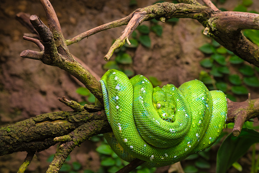 I found this green tree python on a branch. She rested there rolled up, her head in the middle of her body. The green colour contrasts well with the background. The scaly skin is very easy to recognise. The eyes seem to be watching everything.