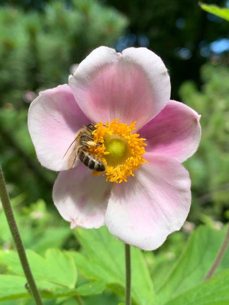 istock Vertical shot of a bee on a flower 1432839765
