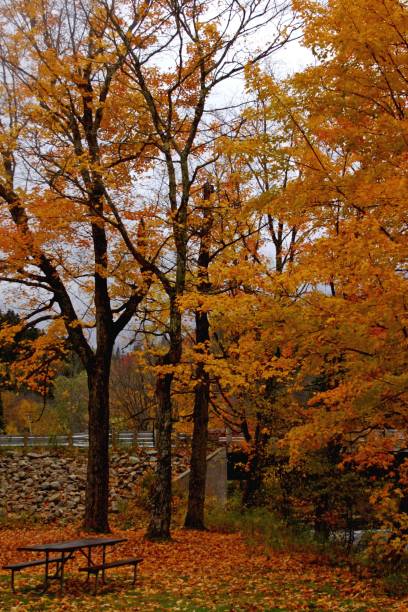 istock Vertical shot of a beautiful autumn forest with orange trees 1432839936