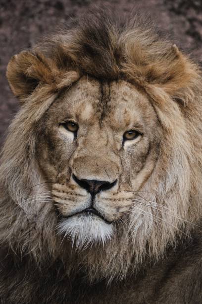 istock Vertical shot of a lion 1432840029