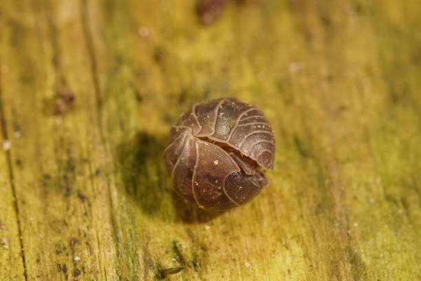 istock Closeup on the rolled up Common pill-bug, Armadillidium vulgare 1432840162