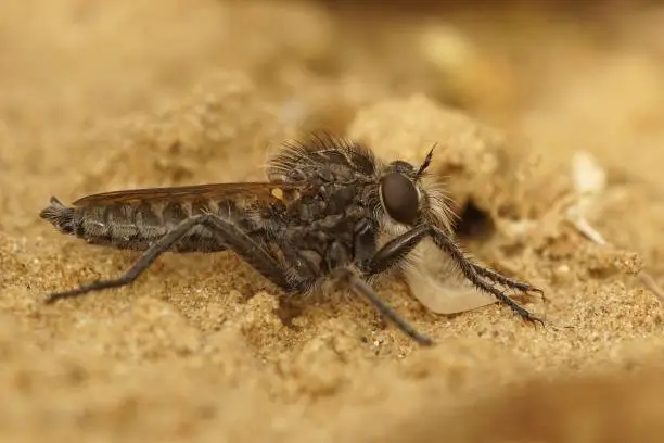 Closeup on a hairy fan-bristled robberfly, Dysmachus trigonus, sitting in the sand awiating prey to pass by
