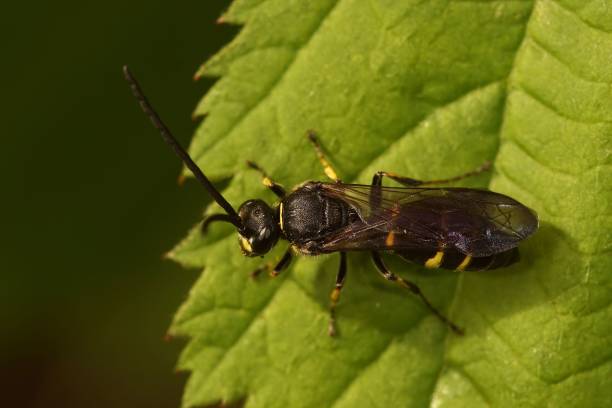 istock Closeup on a Crabronid wasp, Argogorytes mystaceus sitting on a green leaf 1432840505
