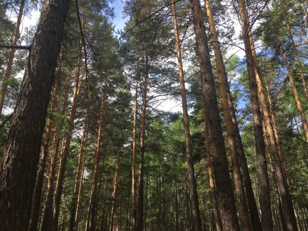 istock Low angle shot of pine trees in a forest 1432840649