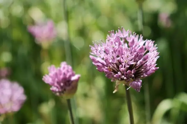 A selective focus of an Allium montanum flower growing in a meadow