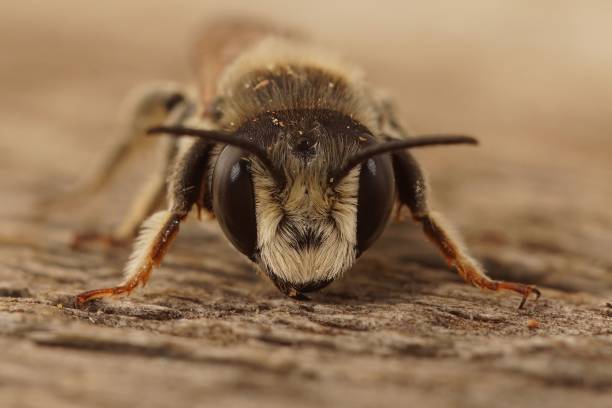 gros plan frontal sur une abeille coupeuse à section blanche mâle, megachile albisecta - sectioned photos et images de collection