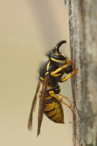 Detailed closeup on a European common yellow jacket paperwasp , Vespula vulgaris collecting wood for the building of the nest