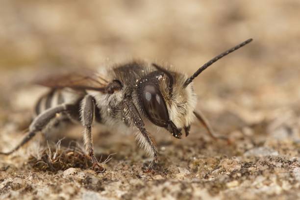 крупный план на самце пчелы-листореза с белым срезом, megachile albisecata - sectioned стоковые фото и изображения