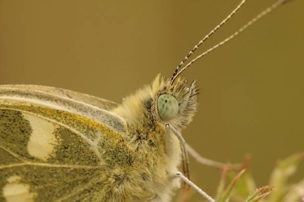 istock Facial closeup on a mediterranean Bath white butterfly, Pontia daplidice 1432840742