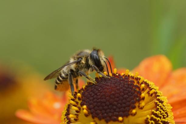 istock Colorful closeup on a Patchwork leafcutter bee, Megachile centuncularis on orange flowers 1432840746