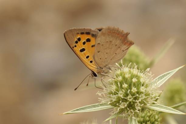 istock Closeup on a Mediterranean small copper butterfly, Lycean phlaeus sitting on a field Eryngo 1432840761