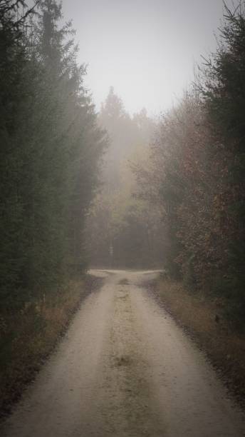 istock Foggy dividing road in the forest in Germany 1432840962