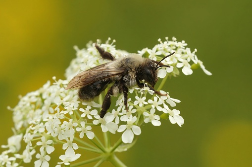 Closeup on a furre white female Grey-backed mining bee, Andrena vaga, sitting on top of a flower against a green background