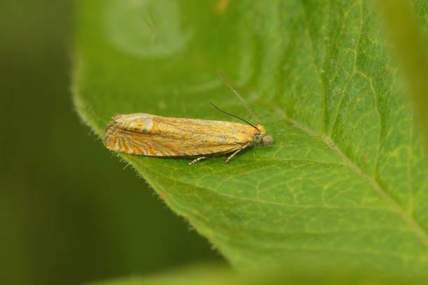 istock Closeup on the small red piercer moth, Lathronympha strigana sitting on a grean leaf 1432840972