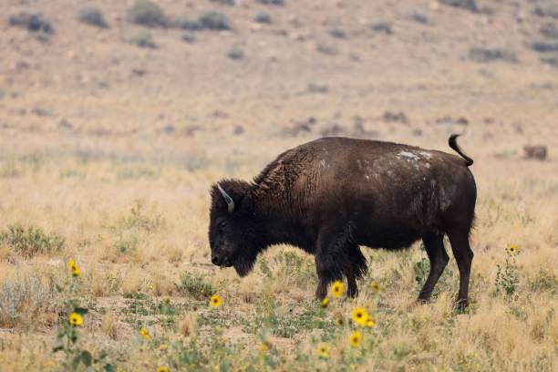 istock Large dark brown bison grazing on a rural field 1432841012