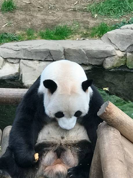 istock Panda in South Korea's Everland 1432841146
