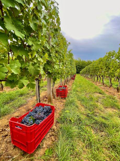 istock Vertical shot of a path in vineyards with baskets full with grapes under a cloudy sky above 1432842273