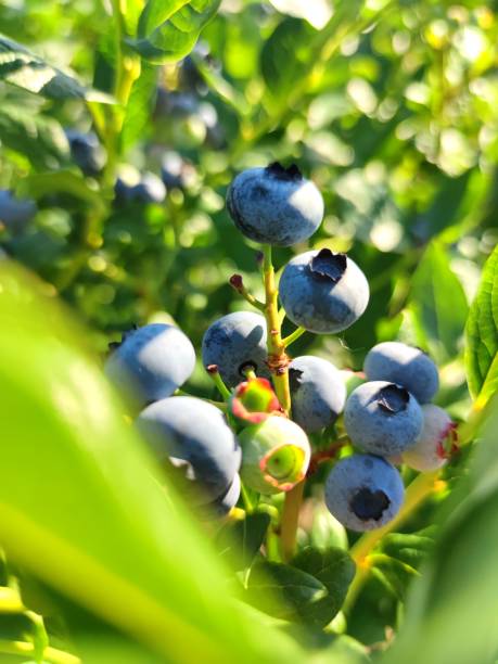 istock Vertical shot of Bog bilberry 1432842544
