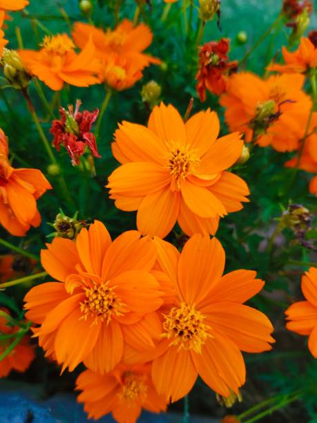 istock Vertical shot of cosmos flowers 1432842551