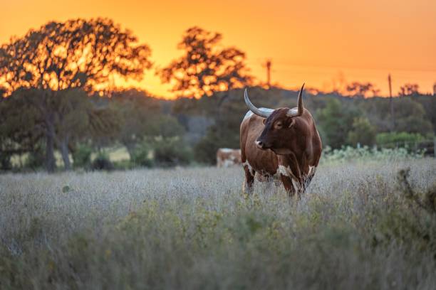 istock Buffalo in the field at sunset 1432843088