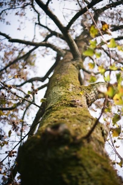 istock Vertical low angle shot of a mossy tree trunk 1432843459