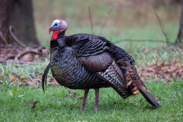 istock Wild brown turkey on a rural green field 1432843861