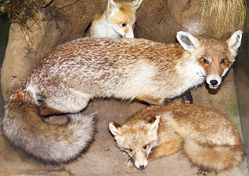 Fox and her progeny close up