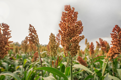 Aerial view of green corn crops field from drone pov