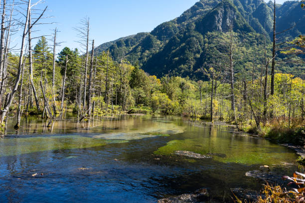 istock Withered trees in the Kamikochi wetlands 1432846396