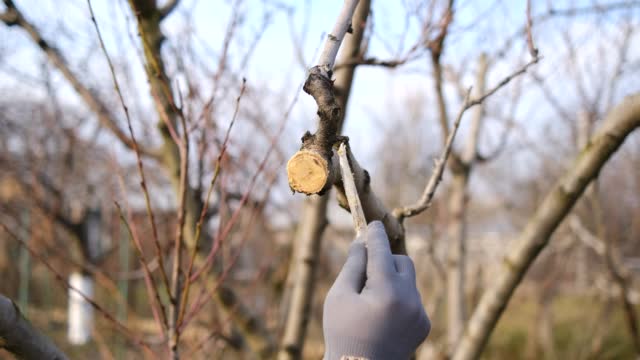 Correct processing of a saw cut of a tree, processing of a place where a cut of a fruit tree is putty, seasonal pruning of trees, work in the garden close-up.