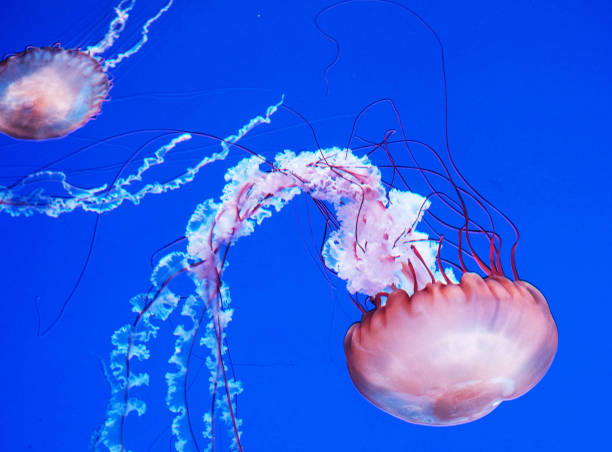istock Beautiful Canada underwater pictures 1432848524