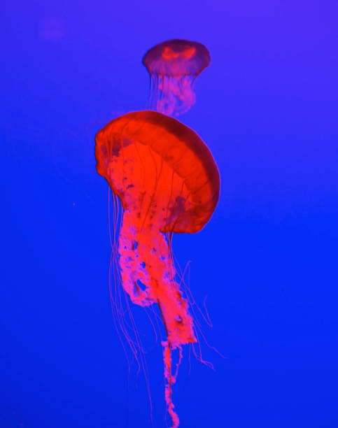 istock Beautiful Canada underwater pictures 1432848634