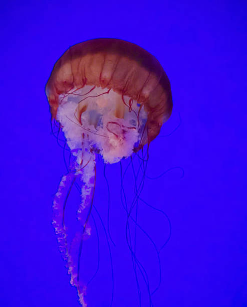 istock Beautiful Canada underwater pictures 1432848815