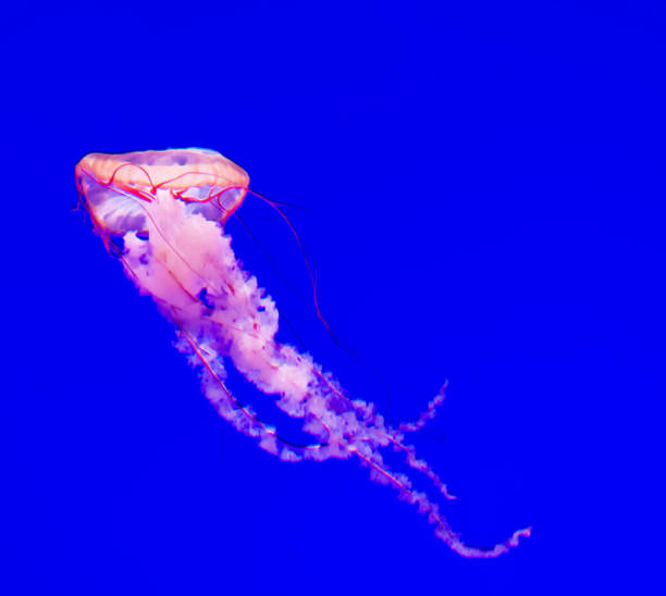 istock Beautiful Canada underwater pictures 1432849397
