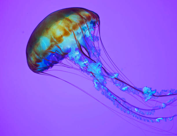 istock Beautiful Canada underwater pictures 1432849410
