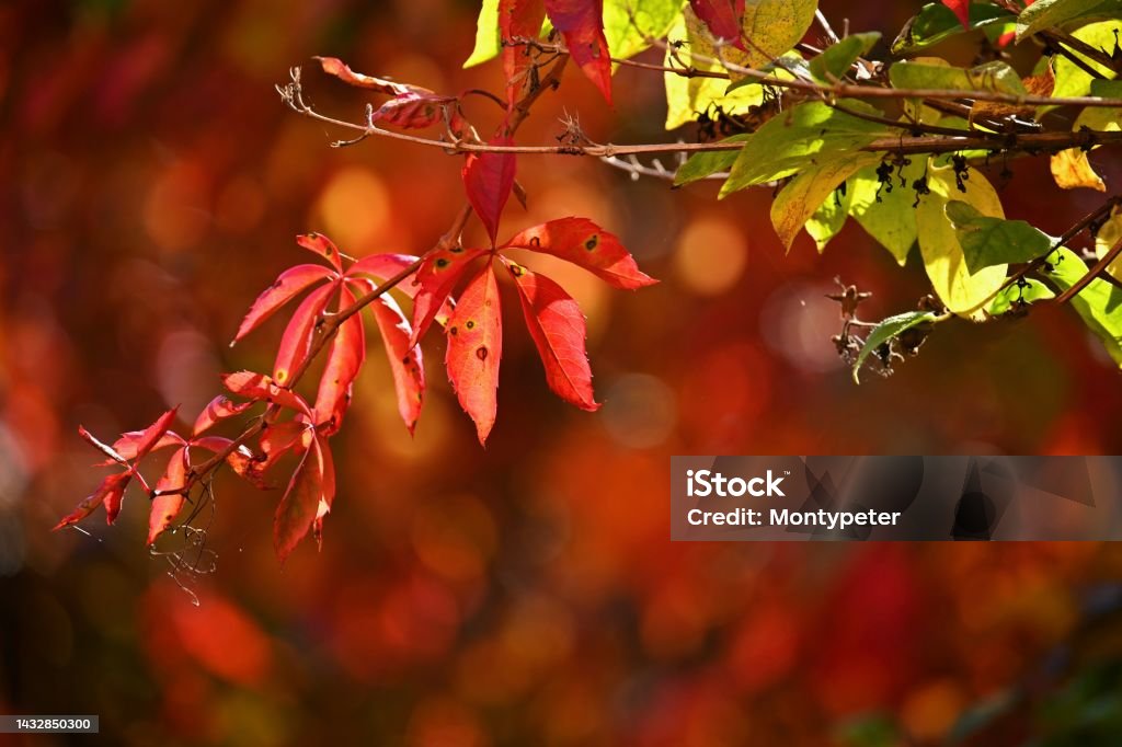 가을 배경 나무에서 아름다운 다채로운 나뭇잎 자연에서 가을 시간 붉은 잎 0명에 대한 스톡 사진 및 기타 이미지 - 0명, 10월,  11월 - Istock