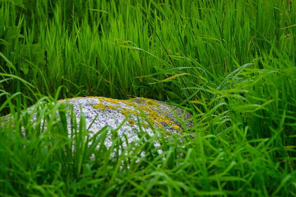 The small rock lies as if hidden in the tall grass. The grass glows lush green and weighs over the granite rock. The gray rock is covered with yellow-green lichens. The covered sky creates shadow-free lighting. The softness of the grass contrasts with the hardness of the stone.