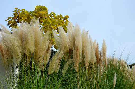 also known as pampas grass or pampas dicotyledon, is a sturdy perennial grass originally from South America that grows up to 120 cm high, in the street in front of house fences in a flower bed, cortaderia, selloana, pampas grass