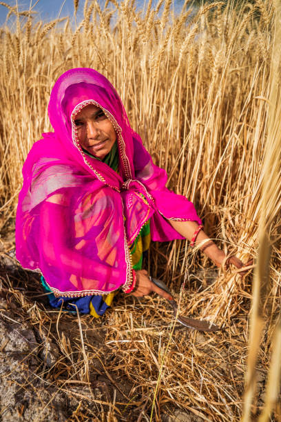 istock Young Indian woman cutting a wheat, India. 1432852659