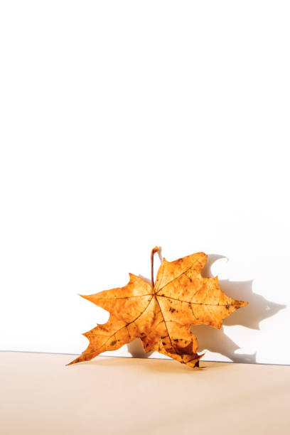 istock Abstract autumn studio background with maple tree leaves and shadows on wall. 1432853028